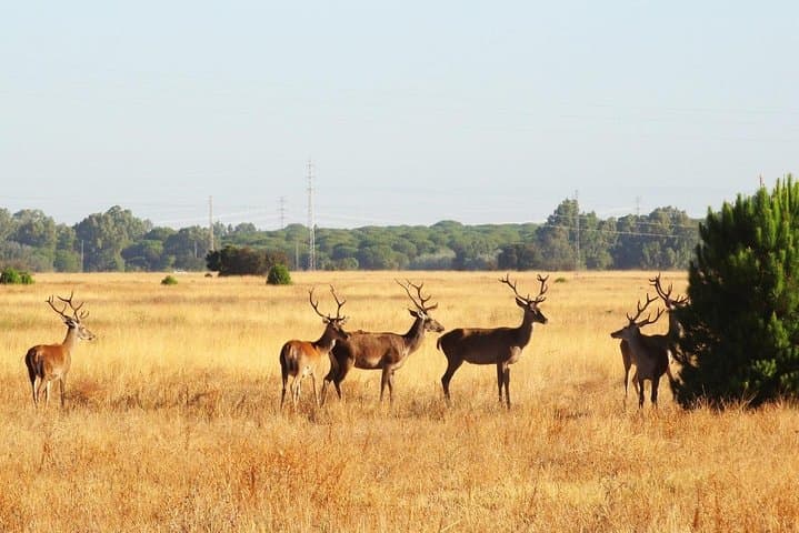 El Rocío & Doñana Natural Park Day Trip from Seville — Dunes, Wetlands & Beach Walks photo 3