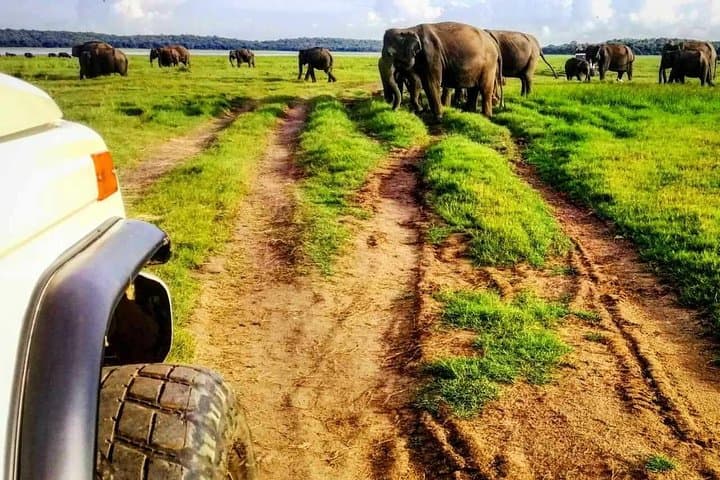 Minneriya National Park Safari & Fireflies Tour — Elephant Herds and Nightlight Views