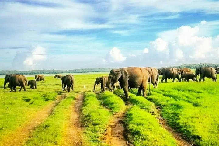 Minneriya National Park Safari & Fireflies Tour — Elephant Herds and Nightlight Views photo 4