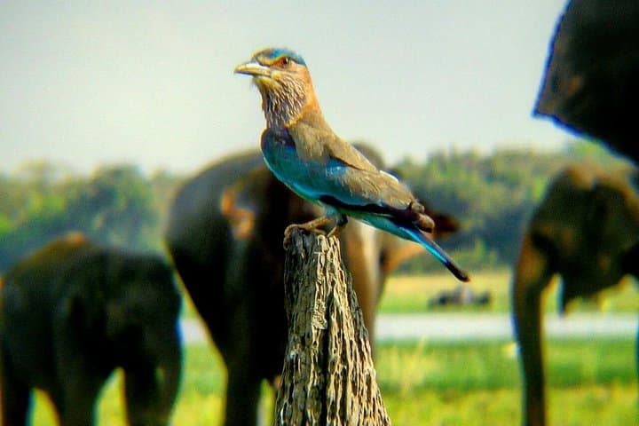 Minneriya National Park Safari & Fireflies Tour — Elephant Herds and Nightlight Views photo 5