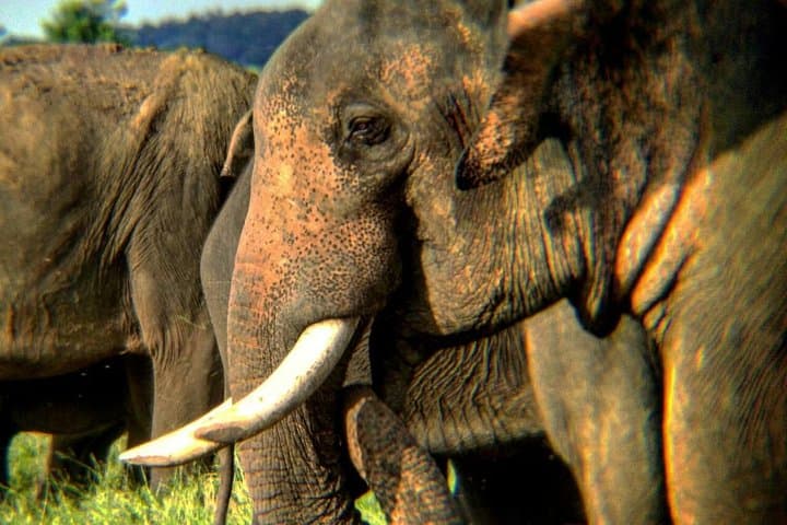Minneriya National Park Safari & Fireflies Tour — Elephant Herds and Nightlight Views photo 6