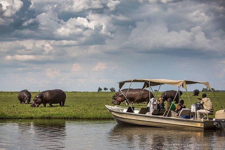 Chobe River Game Cruise: 3-Hour Wildlife Boat Safari from Kasane photo 2
