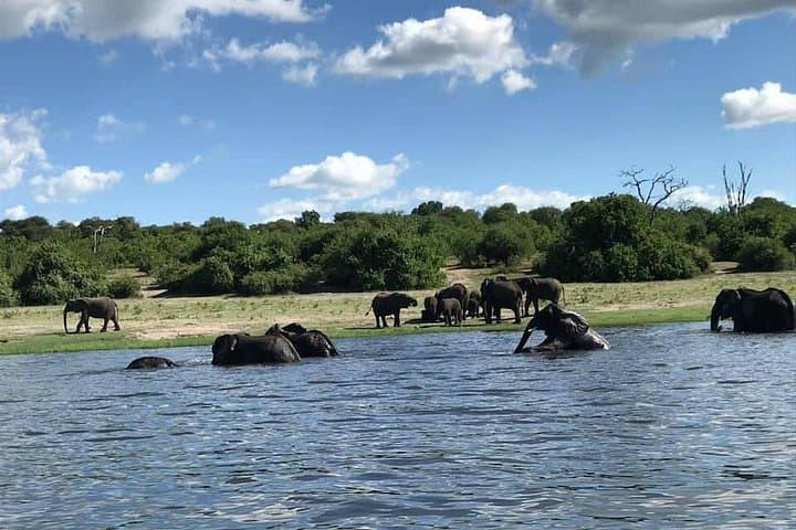 Chobe River Game Cruise: 3-Hour Wildlife Boat Safari from Kasane photo 3