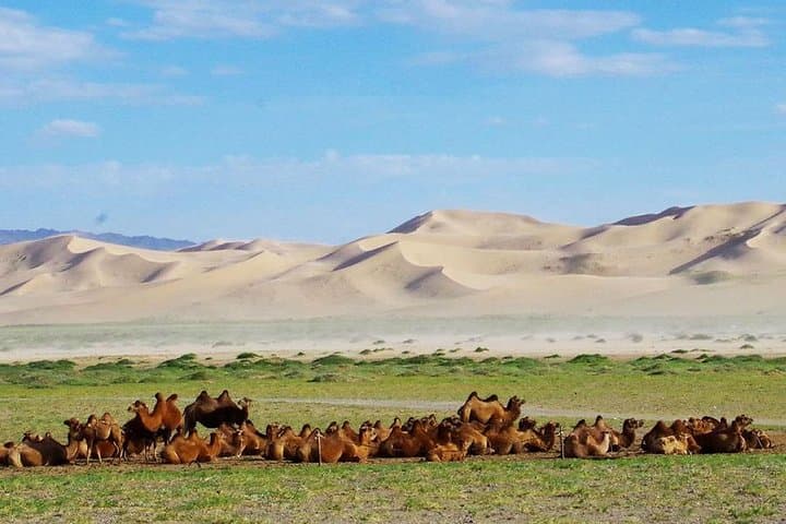 Colors of the Gobi: 7-Day Overland Journey to Khongoryn Els, Flaming Cliffs & Yoliin Am