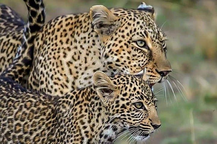 Jhalana Leopard Safari: 4x4 Jeep Wildlife Tour with Jaipur Transfers photo 1