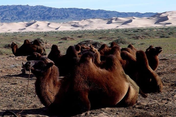 Colors of the Gobi: 7-Day Overland Journey to Khongoryn Els, Flaming Cliffs & Yoliin Am photo 6