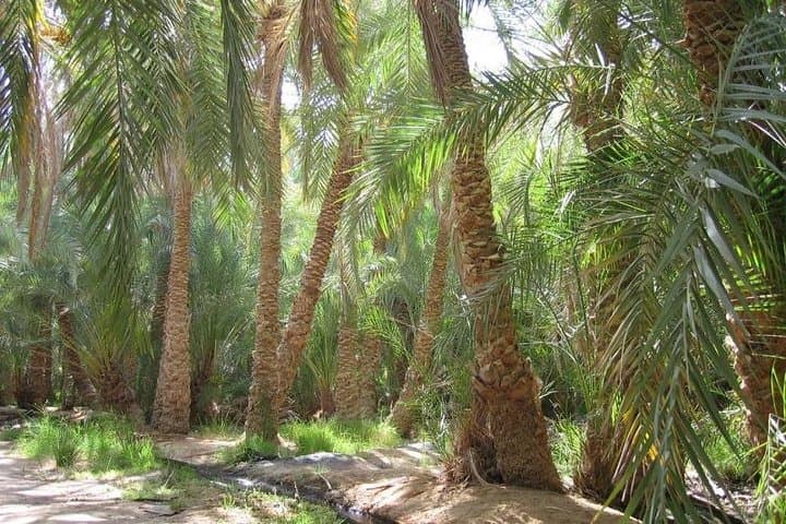 Nile Delta Farm Tour: Authentic Countryside Day Trip from Cairo photo 3