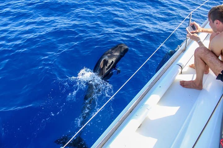 3-Hour Tenerife Whale & Dolphin Yacht Trip to Los Gigantes photo 3