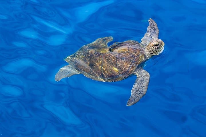 3-Hour Tenerife Whale & Dolphin Yacht Trip to Los Gigantes photo 4
