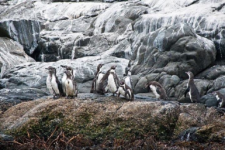 Penguin Watching and Horseback Riding in Cachagua — Private Day Trip from Valparaíso