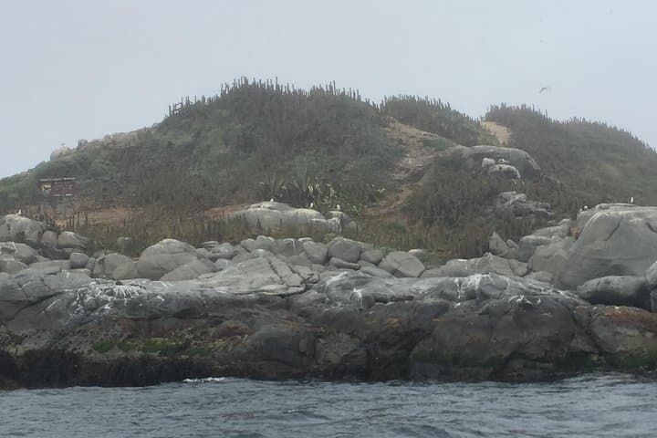 Penguin Watching and Horseback Riding in Cachagua — Private Day Trip from Valparaíso photo 6