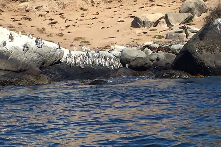 Private Penguin Watching & Horseback Ride with Ritoque Dunes BBQ from Santiago