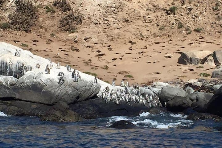 Penguin Watching and Horseback Riding in Cachagua — Private Day Trip from Valparaíso photo 4