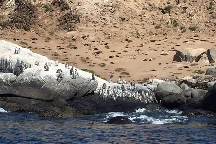 Zapallar Walking & Penguin Watching Day Trip from Valparaíso photo 2