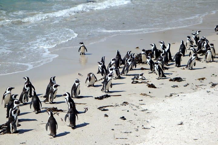 cape-town-3-day-helicopter-cape-peninsula-winelands-tour photo 3