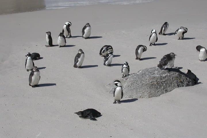 cape-town-3-day-helicopter-cape-peninsula-winelands-tour photo 5