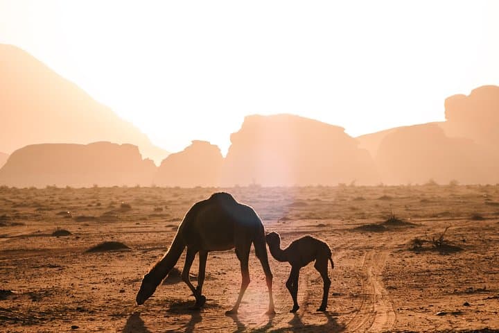 Petra and Wadi Rum in One Day: Full-Day Tour from Amman photo 5