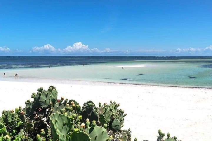 Mida Creek Safari Blue: Watamu Snorkel, Mangroves & Seafood Lunch photo 4