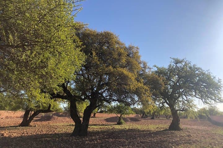 Argan Forest & Saadian Sugar Ruins Tour — Essaouira Argan Oil and Berber Tea photo 1
