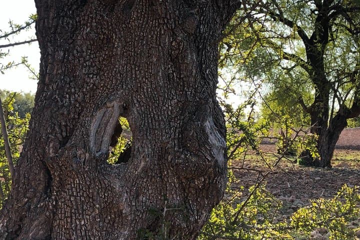 Argan Forest & Saadian Sugar Ruins Tour — Essaouira Argan Oil and Berber Tea photo 2