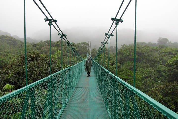 Treetop Trails: Monteverde Hanging Bridges & Sloth-Spotting in the Cloud Forest