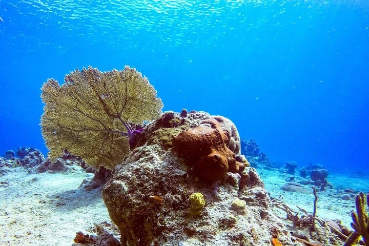Cozumel One-Tank Shore Dive: Guided Reef Dive to 35 ft with Equipment photo 5