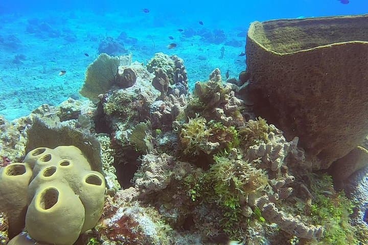 Cozumel One-Tank Shore Dive: Guided Reef Dive to 35 ft with Equipment photo 6