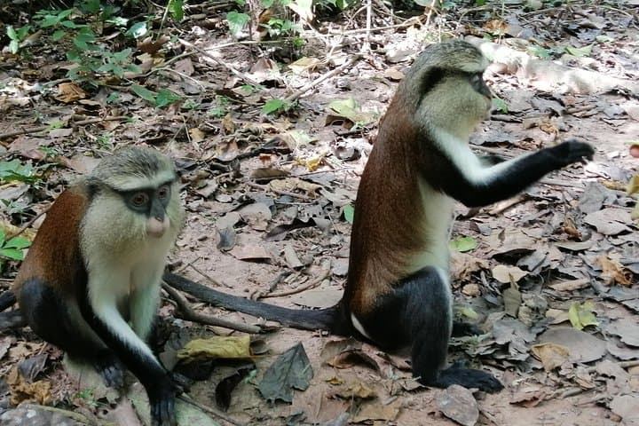 Wli Waterfalls & Monkey Sanctuary Day Tour from Accra — Volta Region Adventure photo 5