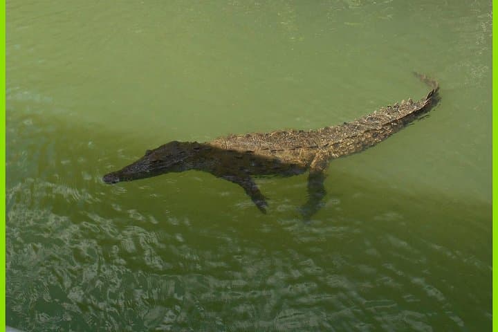 YS Falls, Black River Safari & Floyd Pelican Bar: Full-Day Falmouth Excursion photo 5