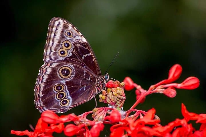 Treetop Trails: Monteverde Hanging Bridges & Sloth-Spotting in the Cloud Forest photo 3