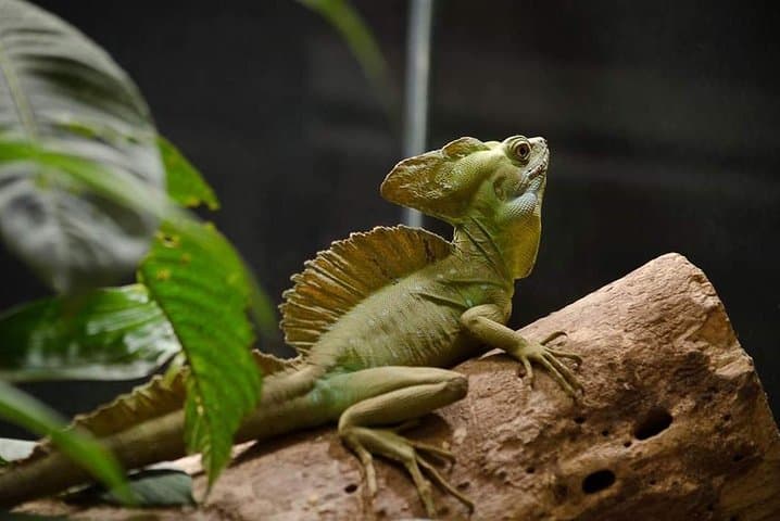 Treetop Trails: Monteverde Hanging Bridges & Sloth-Spotting in the Cloud Forest photo 4