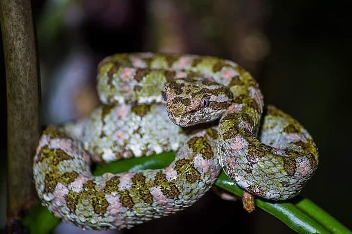 Treetop Trails: Monteverde Hanging Bridges & Sloth-Spotting in the Cloud Forest photo 5