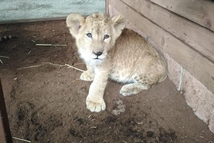Exploring Ensenada: Pai Pai Zoo and Bufadora Private Tour Adventure photo 3