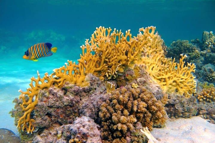 Full-Day Snorkeling at Paradise Island (Giftun) from Hurghada photo 6