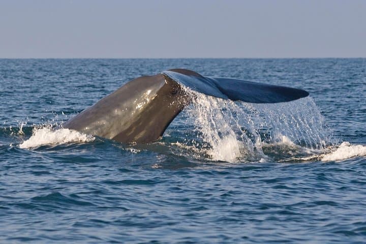 10-Day Sri Lanka Grand Circle: Cultural, Wildlife & Adventure Tour from Negombo photo 5