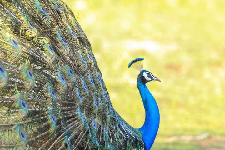 10-Day Sri Lanka Grand Circle: Cultural, Wildlife & Adventure Tour from Negombo photo 6