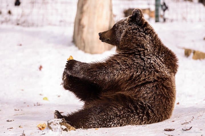 Libearty Bear Sanctuary and Bran Castle Day Trip — Zarnesti & Bran photo 4