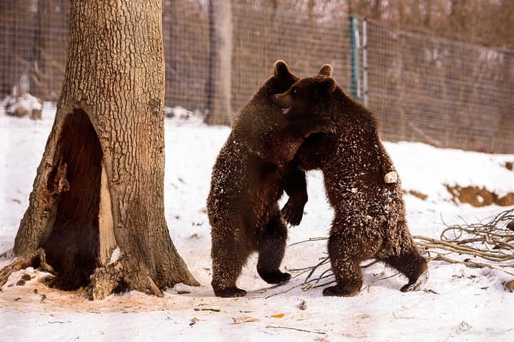 Bear Sanctuary and Medieval Brasov: Full-Day Wildlife & City Tour from Bucharest photo 4