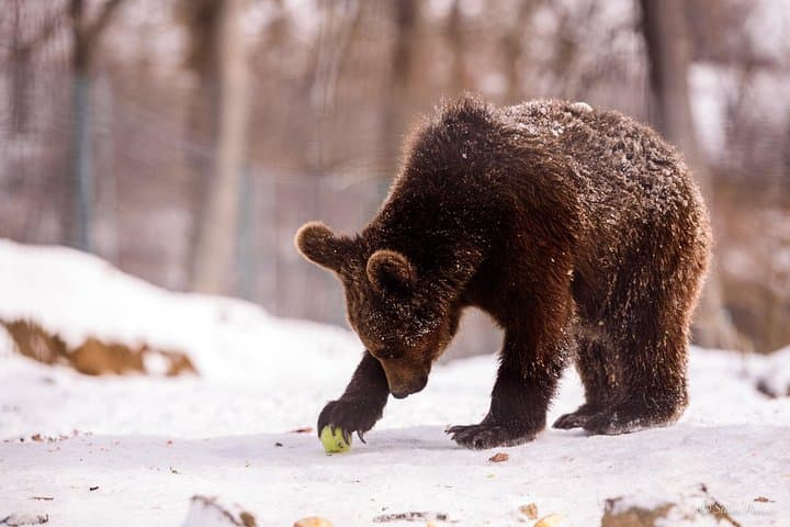 Bear Sanctuary and Medieval Brasov: Full-Day Wildlife & City Tour from Bucharest photo 3