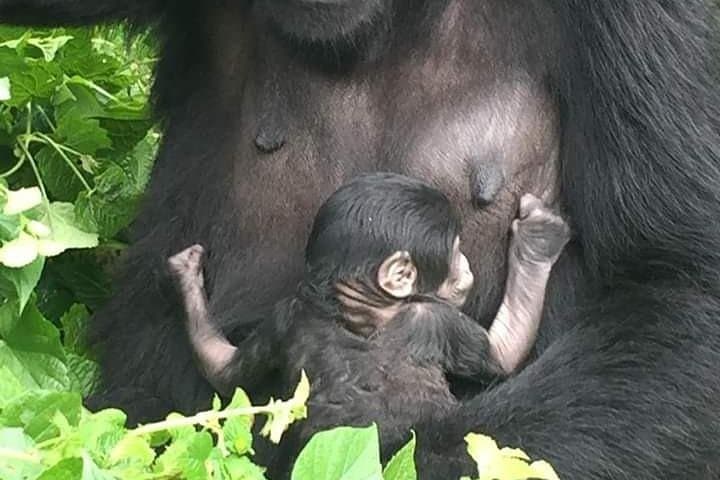 12-Day Wildlife and Gorilla Trekking Safari in Uganda photo 5