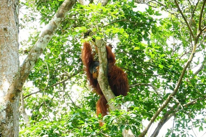 Two-Day Orangutan Trek in Gunung Leuser: Bukit Lawang Jungle Adventure photo 4