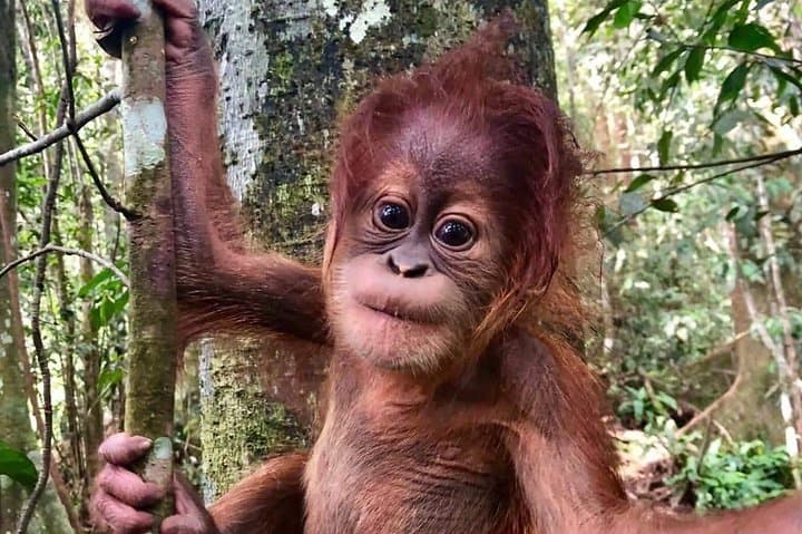 Three-Day Orangutan Trek in Gunung Leuser: Bukit Lawang Jungle Camping