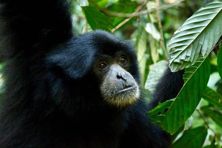 Three-Day Orangutan Trek in Gunung Leuser: Bukit Lawang Jungle Camping photo 2