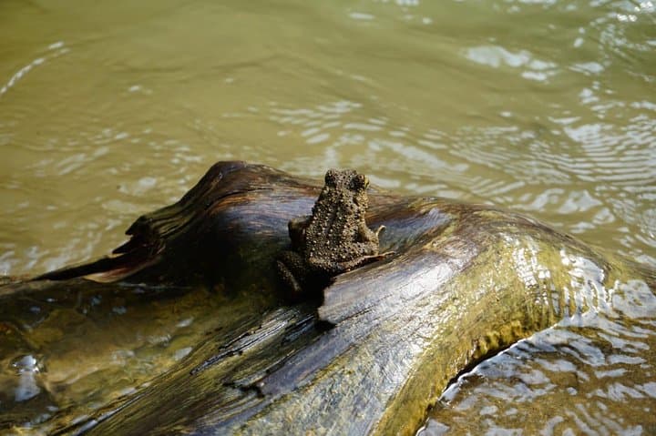 Three-Day Orangutan Trek in Gunung Leuser: Bukit Lawang Jungle Camping photo 3