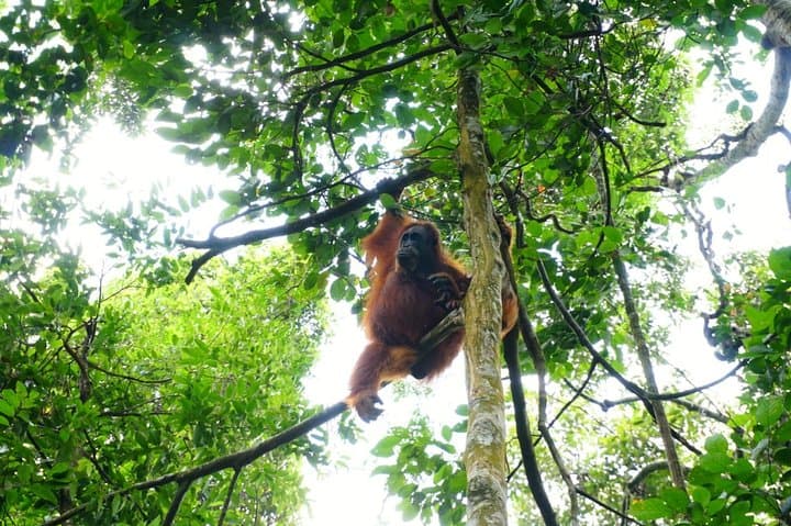 Three-Day Orangutan Trek in Gunung Leuser: Bukit Lawang Jungle Camping photo 5