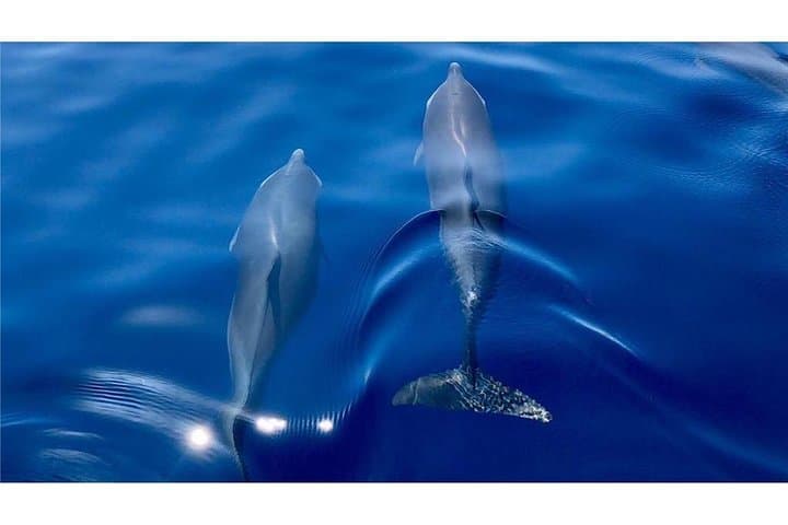 Caribbean Dolphin Discovery and Bellefontaine Boat Excursion