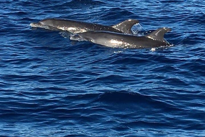 Caribbean Dolphin Discovery and Bellefontaine Boat Excursion photo 3