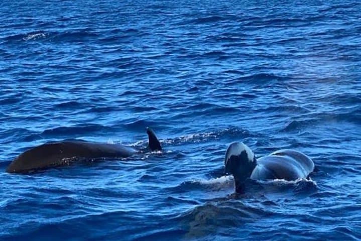 Caribbean Dolphin Discovery and Bellefontaine Boat Excursion photo 4