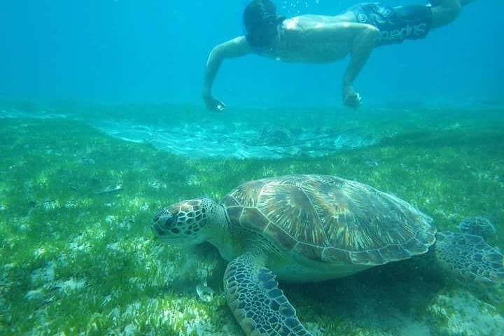 Caribbean Dolphin Discovery and Bellefontaine Boat Excursion photo 5