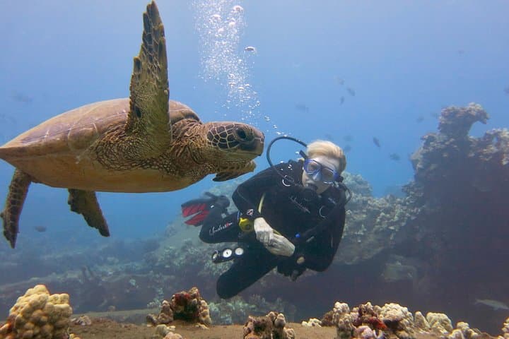 Lahaina Turtle & Shark Scuba Dive — Certified Shore Dive with Gear Included photo 6